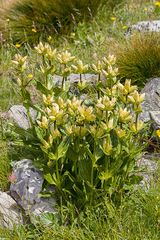 Gentiana punctata