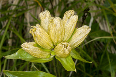 Gentiana punctata