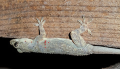 Hemidactylus platycephalus