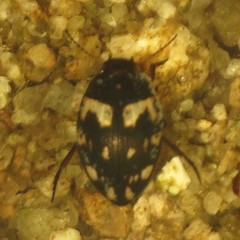 Clarkhydrus corvinus