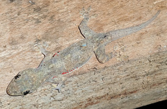 Hemidactylus platycephalus