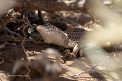 Central Asian Racerunner photo 1