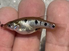 Porthole Livebearer photo 1