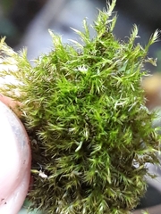 Rhynchostegiella tenella