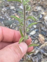 Sairocarpus cornutus, photograph (c) Adam J. Searcy, some rights reserved (CC BY)