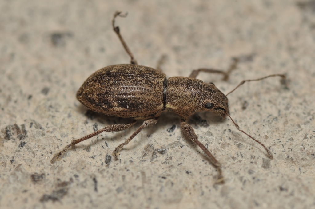 Fuller rose beetle