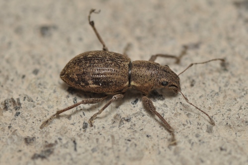 Fuller's rose weevil