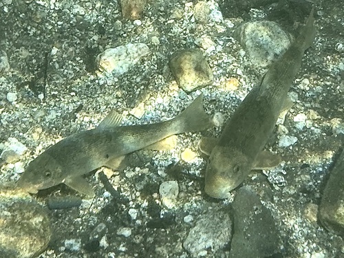 Santa Ana Sucker (Catostomus santaanae) — Catostomidae — 4