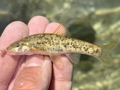 Santa Ana Speckled Dace photo 3