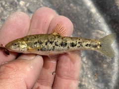 Santa Ana Speckled Dace photo 2