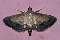 Cnaphalocrocis