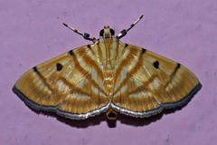 Notarcha tigrina