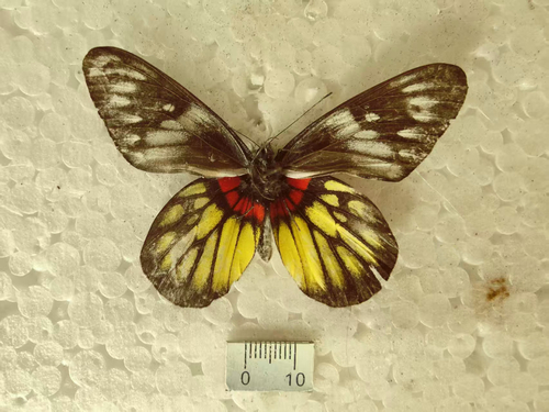 Red-based Jezebel
