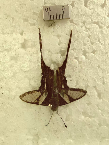 White Dragontail Butterfly