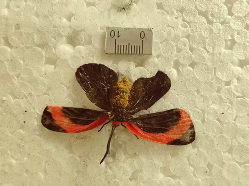 Retina rubrivitta