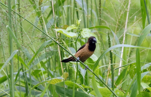Black-throated Munia (Lonchura kelaarti), photo 9
