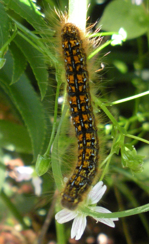 Western Tent Caterpillar Moth