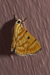 Notarcha tigrina