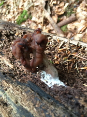 Gyromitra