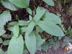 Phacelia nemoralis