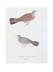 Columbina talpacoti