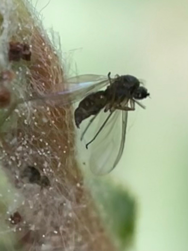 iNaturalist observation photo of Flies