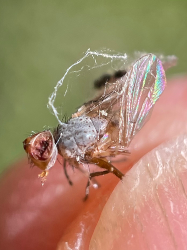 iNaturalist observation photo of Schizophoran Flies
