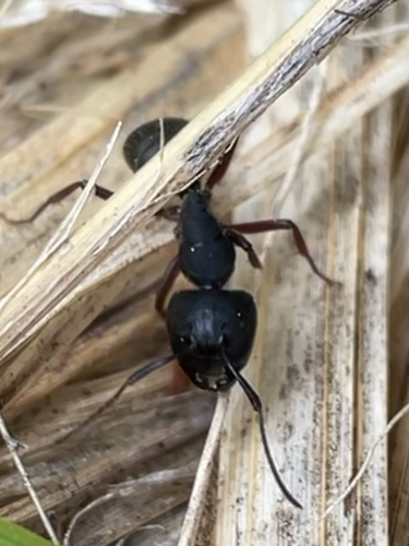 iNaturalist observation photo of Western Black Carpenter Ant