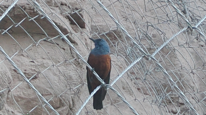 Blue Rock Thrush