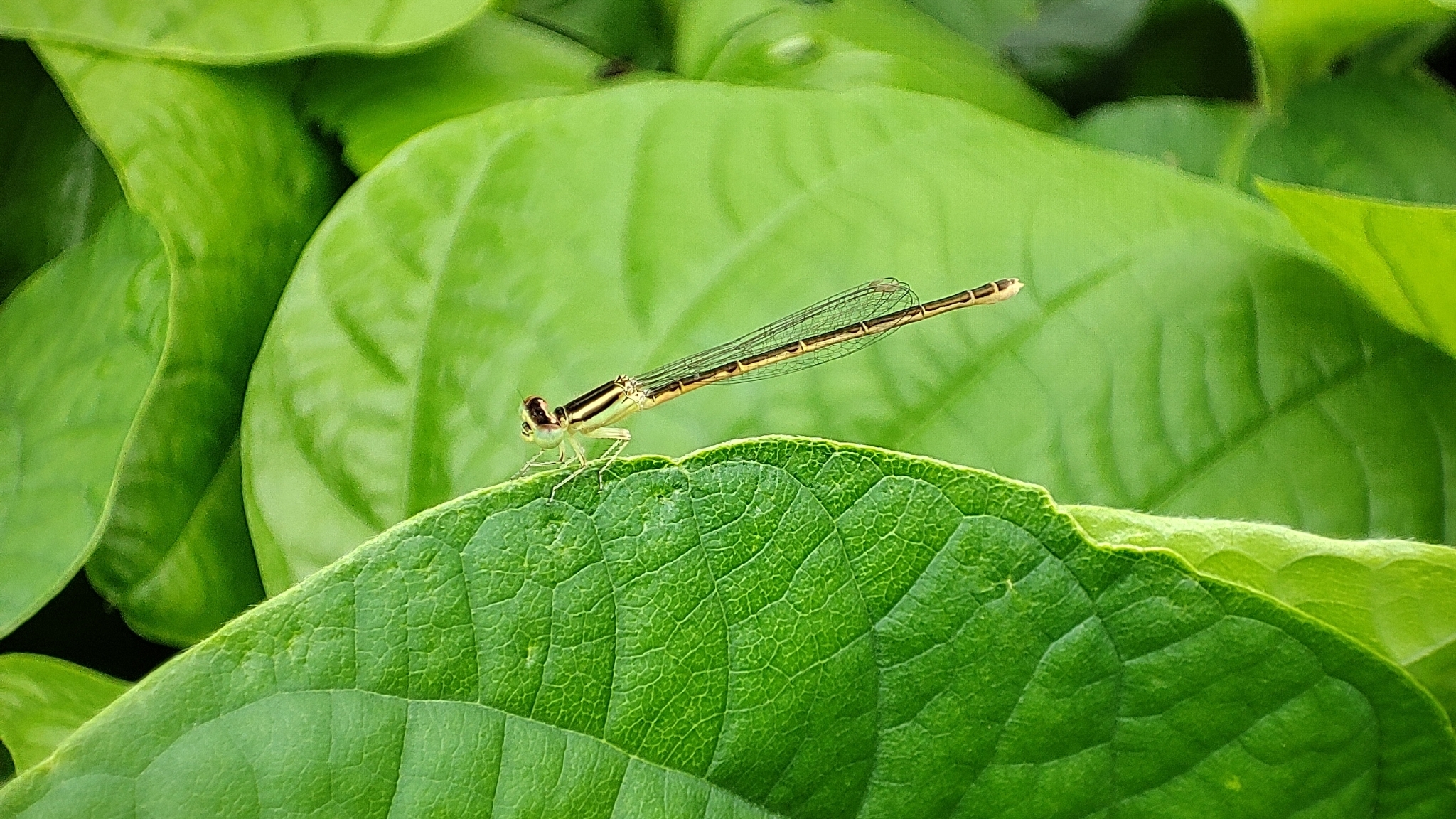 Golden Bluetail