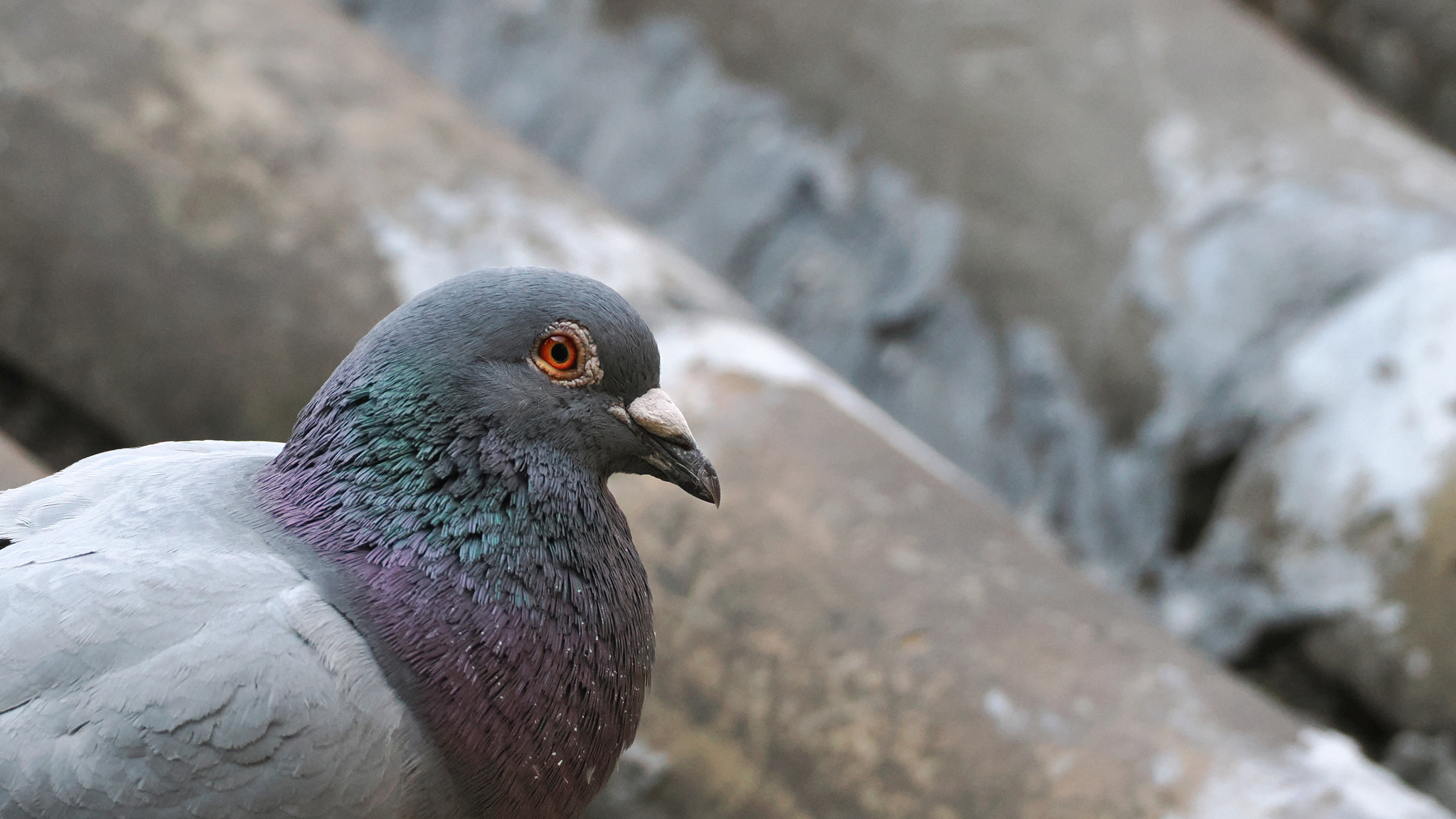 Rock Dove