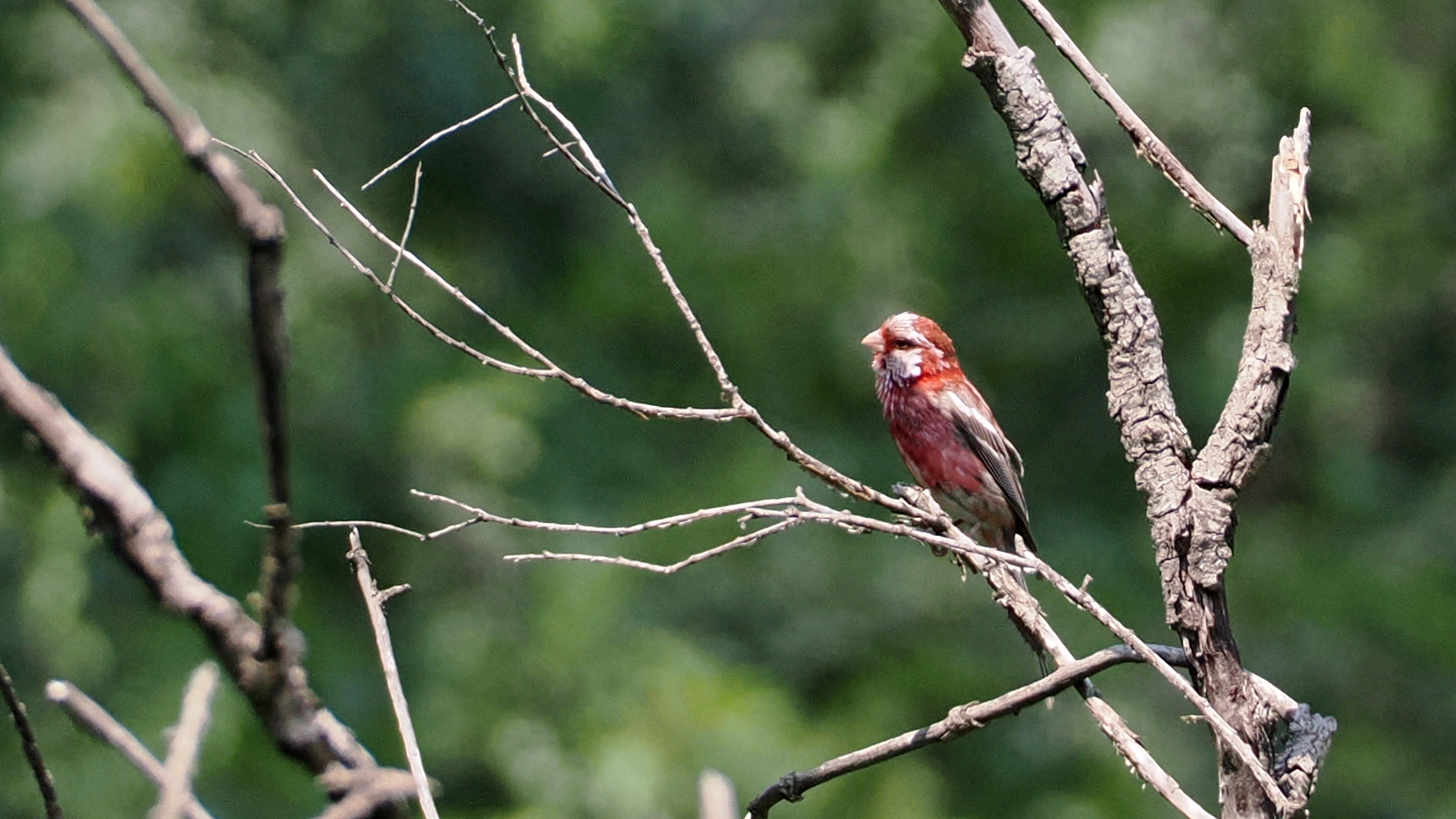 Long-tailed Rosefinch