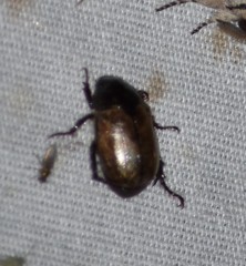 Anomala flavipennis