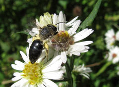 Colletes simulans armatus