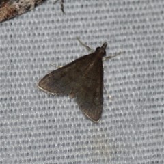 Steniodes declivalis