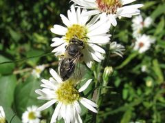 Colletes simulans armatus