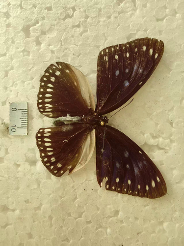 Blue-spotted Crow Butterfly