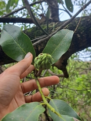 Magnolia pugana