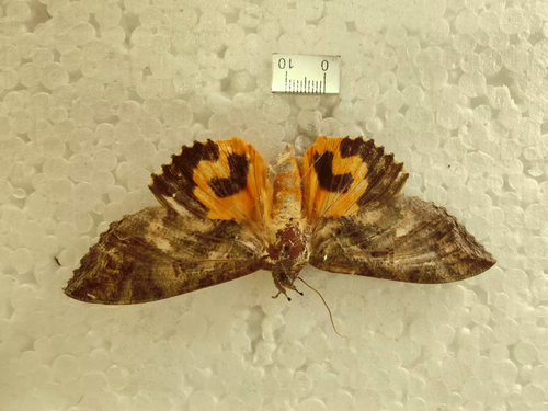 Common Fruit-piercing Moth