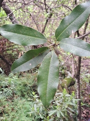 (c) Ricardo Betancourt Sánchez, some rights reserved (CC BY) Magnolia pugana, photograph (c) Ricardo Betancourt Sánchez, some rights reserved (CC BY)