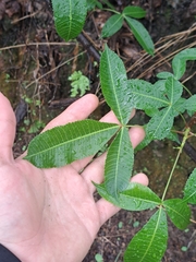 Bursera kerberi
