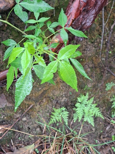 Bursera kerberi, photograph 2