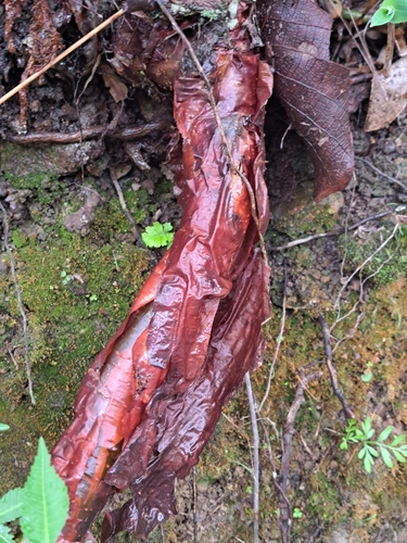 Bursera kerberi, photograph 3