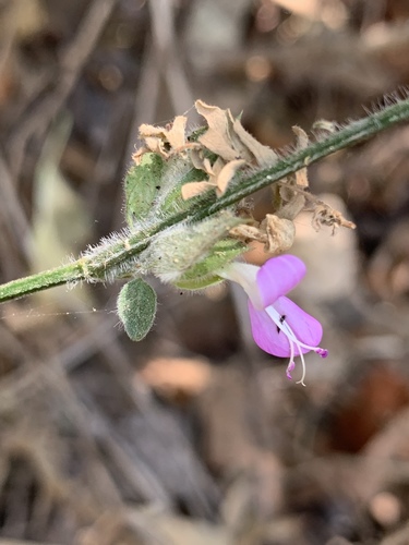 Dicliptera heterostegia image