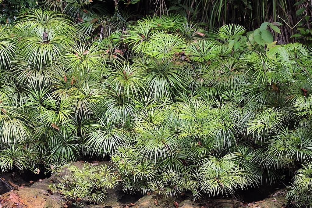 Dipteris lobbiana (Dipteris lobbiana)