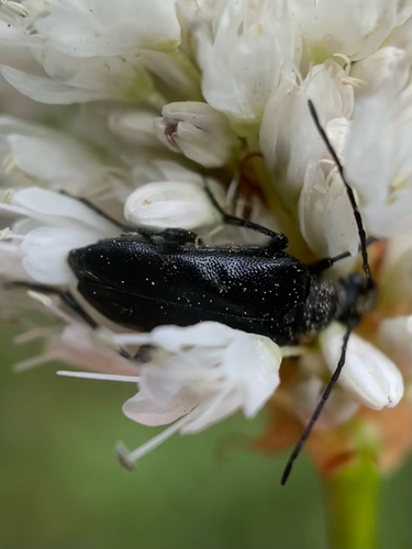 iNaturalist observation photo of Beetles