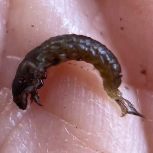 iNaturalist observation photo of Caddisflies