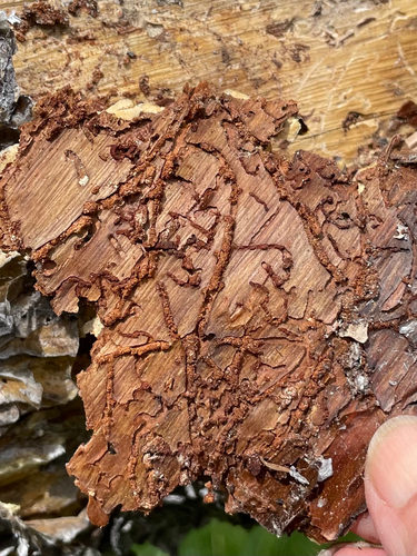 iNaturalist observation photo of Beetles