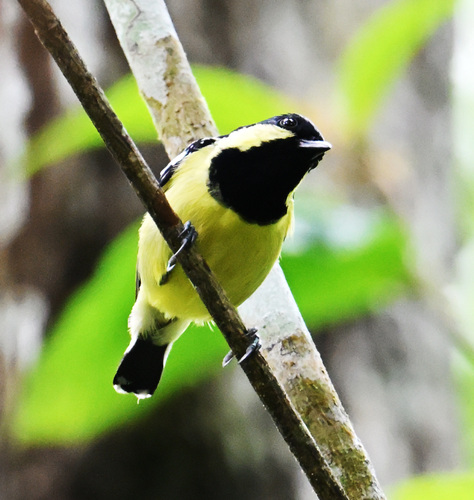 Periparus elegans observed 2025-06-22