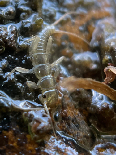 iNaturalist observation photo of Stoneflies